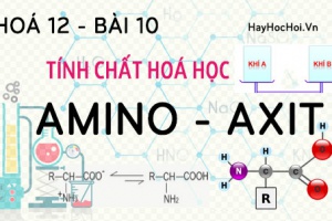 Amino Axit tính chất hoá học, công thức cấu tạo và bài tập về Amino Axit - hoá 12 bài 10